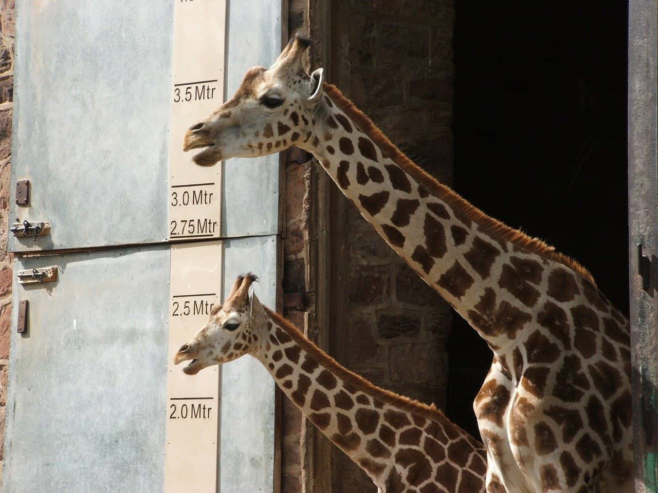 tall giraffe measuring