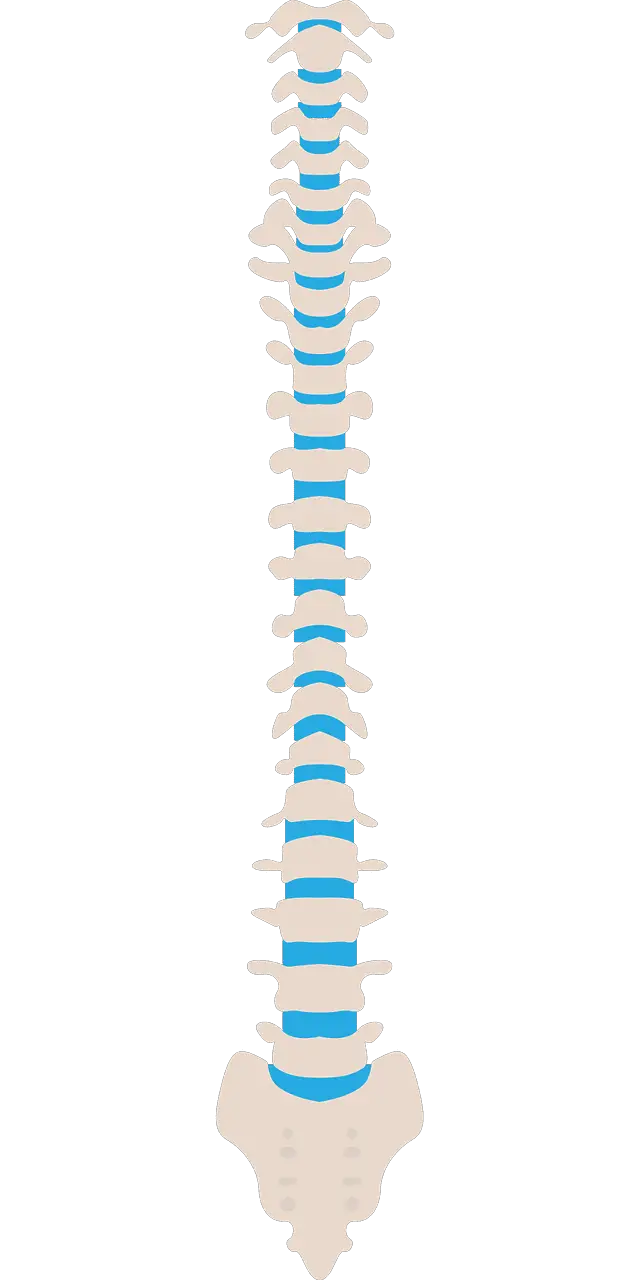 the spine perfect shape