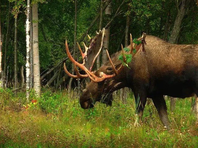 alaskan moose big animal