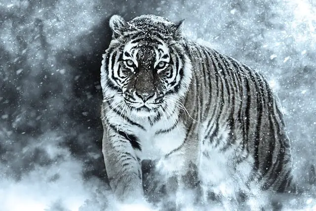 amur siberian tiger fierce