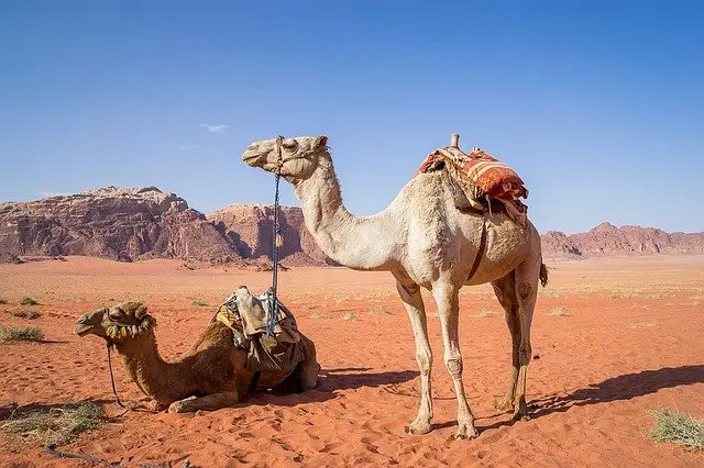 dromedary camel tall