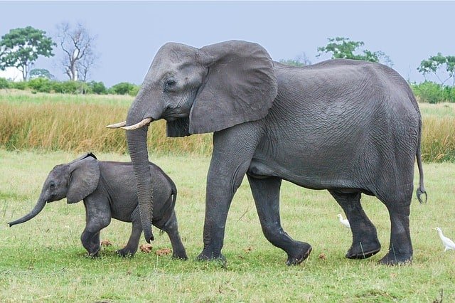 big african elephant and small baby