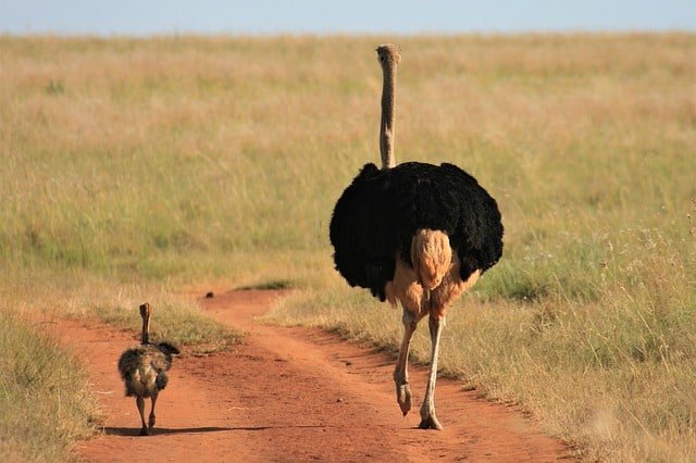 ostrich long neck with baby