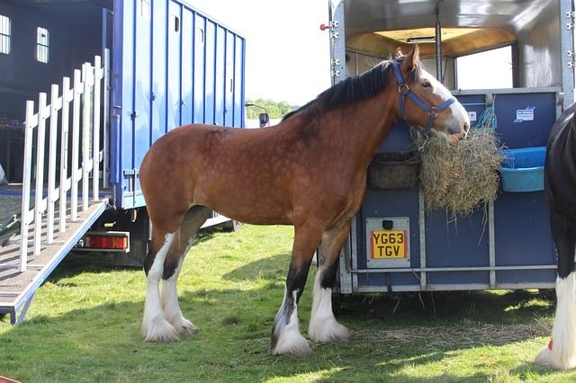 tall shire horse 
