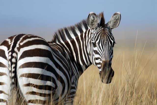 grevys zebra beautiful stripes