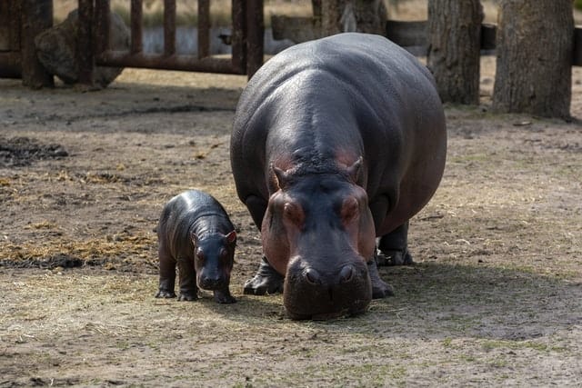 adult hippopotamus with baby
