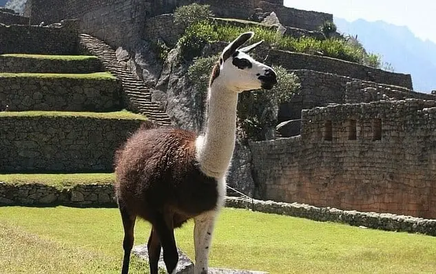llama size height 