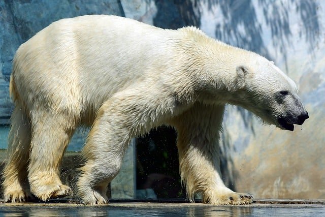 large polar bear 