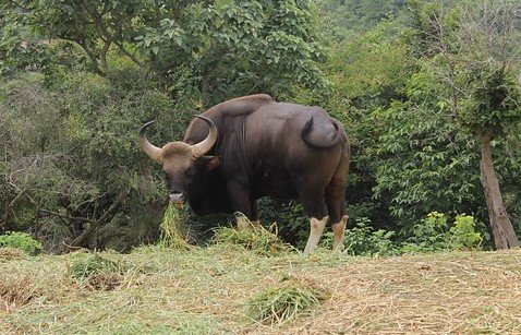 gaur size height 