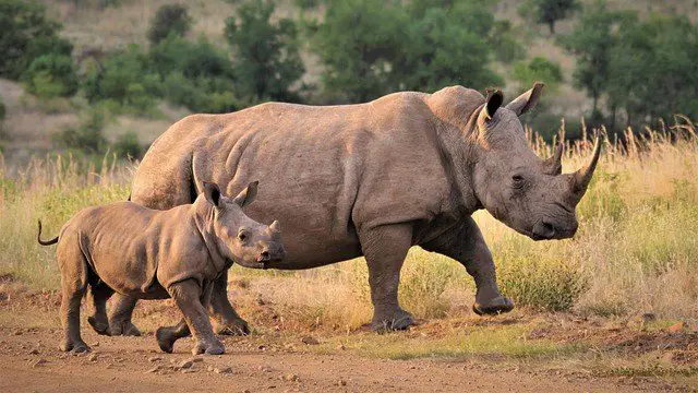tall white rhinoceros with baby