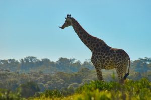 15 Of The Tallest Animals In The World Today
