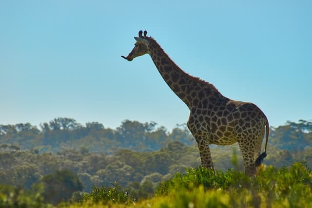 giraffe tall height 