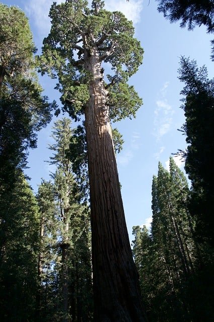 giant sequoia (sequoiadendron giganteum)