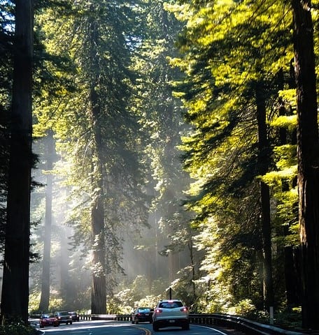 a coast redwood tall tree from California
