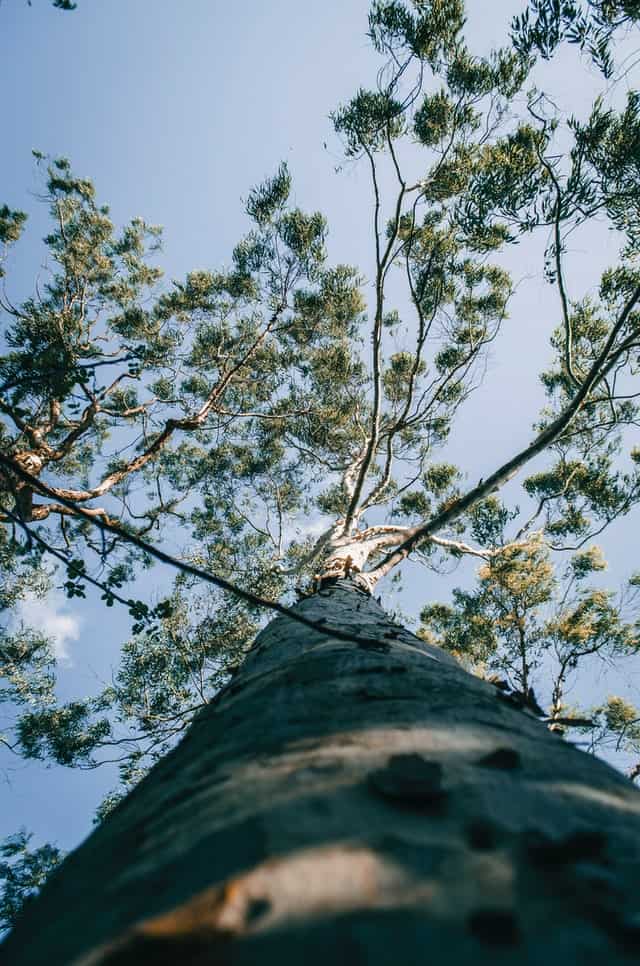 tall tree eucalyptus regnans
